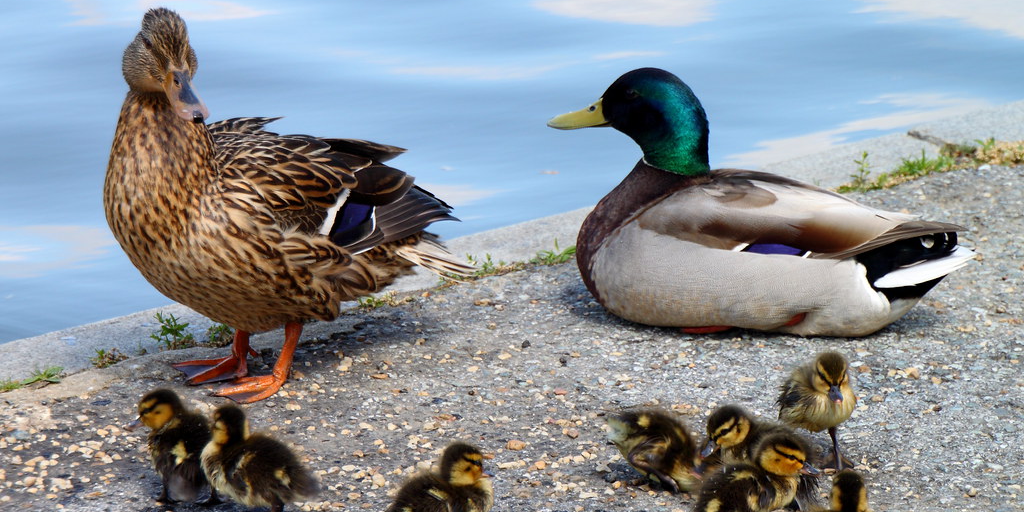 Why is bread bad for ducks? (Article)